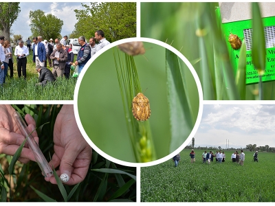 Kayseri’de süneye karşı mücadele sürüyor