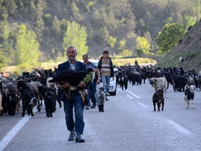 Karadeniz'de göçerler yayla yollarında