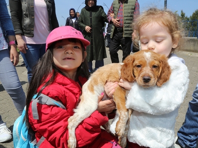 Evcil hayvan satışlarında yeni düzenleme