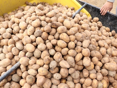 Ekim alanı genişliyor, üretim artıyor