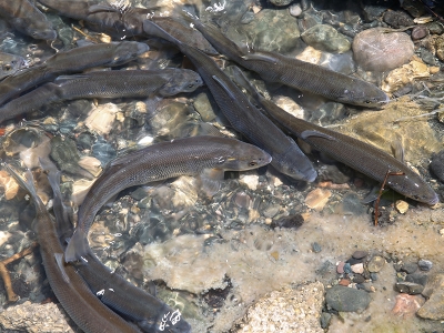 İnci kefallerine can suyu DSİ’den