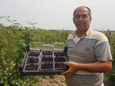 Belgeselden görüp böğürtlen ekti, siparişlere yetişemiyor