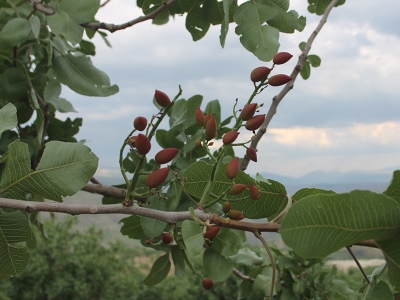 Siirt fıstığı incelemede