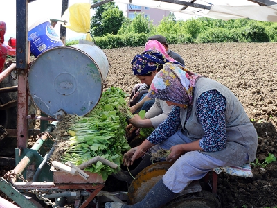 Bafra Ovası’nda tütün dikimi başladı