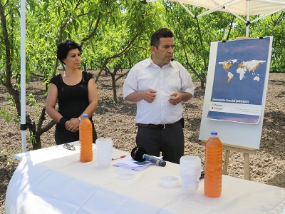 Sirke sineğine sirkeli çözüm