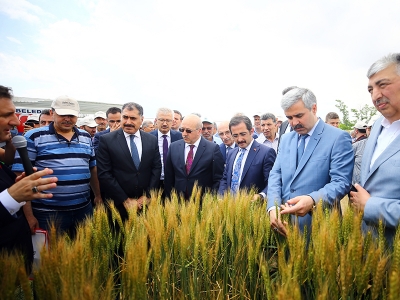 Kuraklığa dayanıklı buğdaylar tanıtıldı