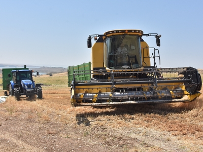 Adıyaman’da arpa bereketi