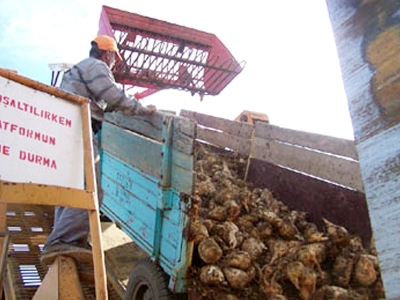 Şeker pancarında üretim artacak