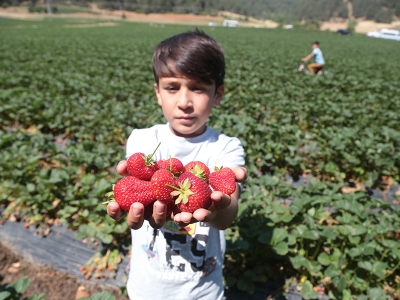 Çilek sayesinde kentten köye göç başladı