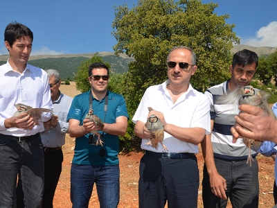 Hatay’da kınalı keklikler doğaya bırakıldı
