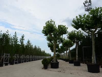 Türk çiçekçilerin hedefi dünyayı süslemek