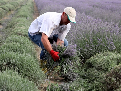 Lavanta tarlasında hasat vakti