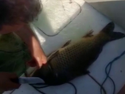 Ağları kesip balıkları özgürlüğüne kavuşturdular