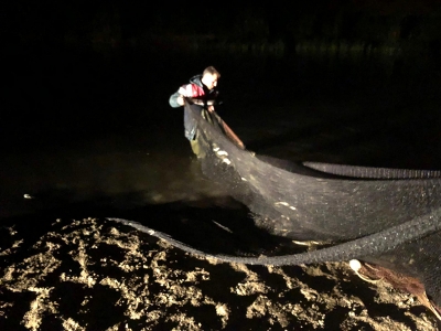 Kaçak avlanan 10 ton inci kefali suya bırakıldı