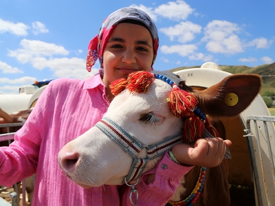 Buzağılar güzellik yarışması için süslendi
