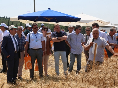Yerli yeni buğdaylar tarla gününde tanıtıldı