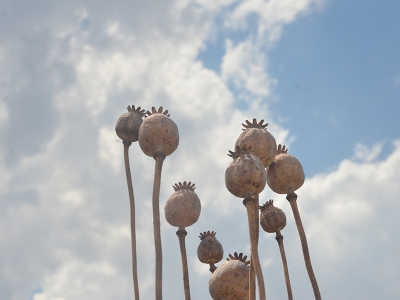 Denizli Baklan’da 'Haşhaş Tarla Günü'