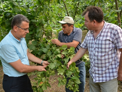 Fındık rekolte tahmin komisyonu sahada
