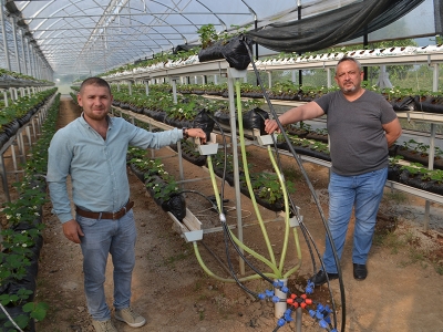 Topraksız çilek üretiyor