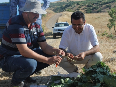 Siirt fıstığı 13 ilde yetişecek