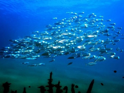 Gaziantep’te baraj ve göletlere balık bırakıldı