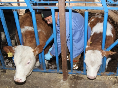 Isparta’da şap hastalığıyla mücadele devam ediyor