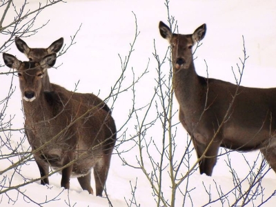 Kızıl geyikler yeni yuvalarını beğendi
