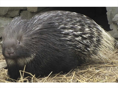 Oklu kirpiyi öldürenlere 19 bin lira ceza