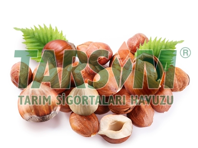 Fındık üreticisine tarım sigortası uyarısı