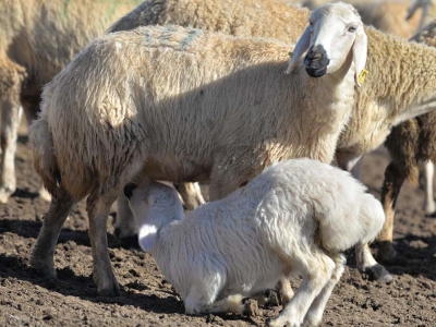 Bahar geldi, koyunlar kuzulamaya başladı