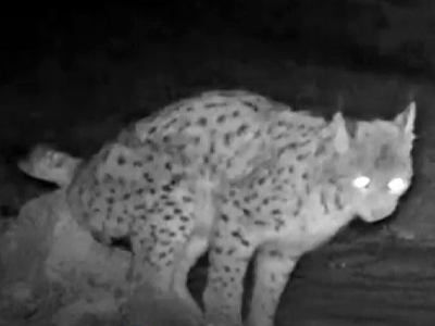 Bahar geldi doğal yaşam hareketlendi