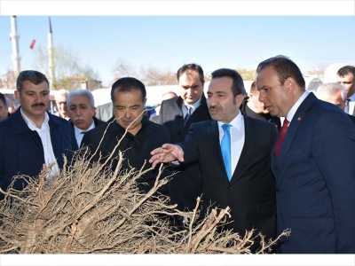 Aksaraylı üreticilere meyve fidanı desteği