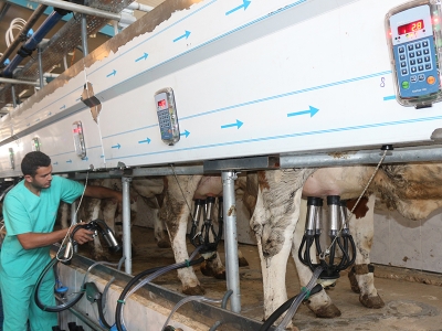 Çiğ süt desteğinde yeni düzenleme