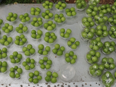 Eriğin tanesi dalında 10 lira