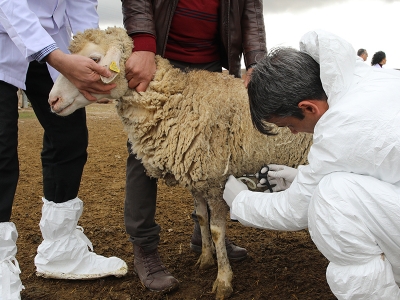 Ankara’da aşılama seferberliği başladı