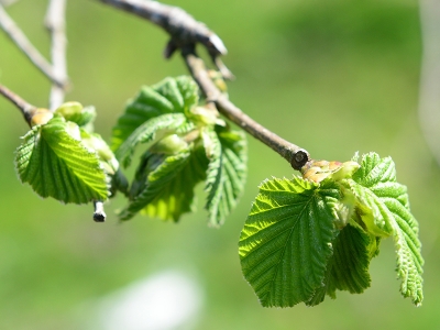 40 bin üreticinin fındığı garanti altında