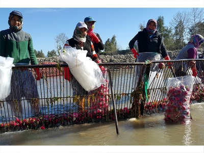 Turp üreticisinin yüzü gülüyor