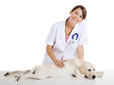 Veteriner hekimler kolay iş buluyor