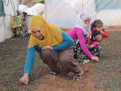 Fideler geçim kaynağı oldu