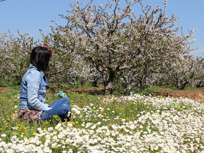 Türk kirazı Çin yolunda