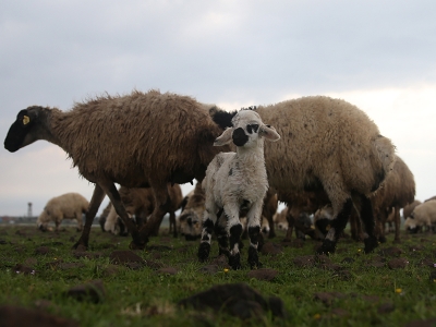 Süt kuzuları görücüye çıktı