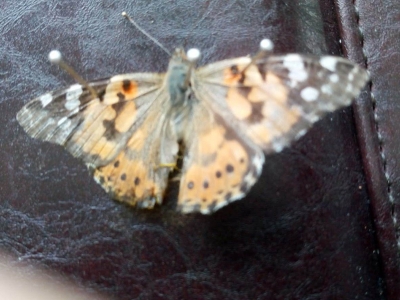 Şehri kelebekler bastı