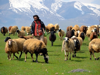 Muş'ta besicilerin ‘mera hasreti’ sona erdi