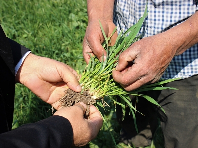 Hububatta yağış bereketi