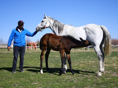 Şampiyon nesillerin şampiyon yavruları