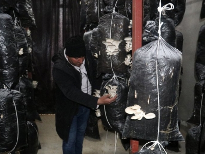 Genç çiftçi mantar tesisi kurdu