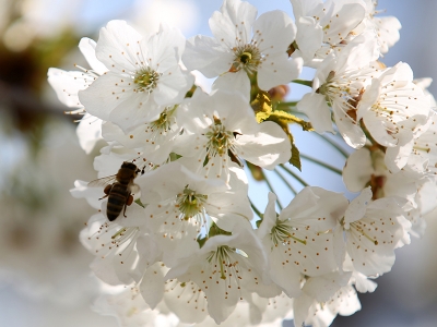 Kiraz üreticisi umutlu