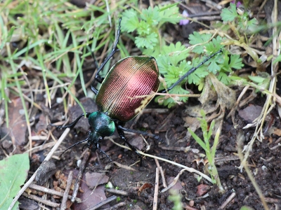 İstanbul'un ormanlarını 