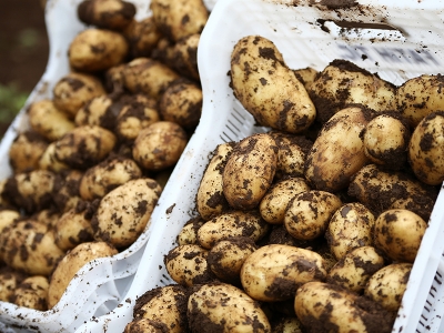 Adana için patates hasadı zamanı