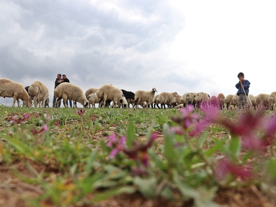 Hafta içi mühendisler hafta sonu çoban…